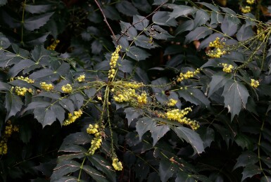 Mahonie Mahonia japonica 'Hivernant' strauch 30-35 C2 Mahonia japonica 'Hivernant' Strauch 30-35 cm
