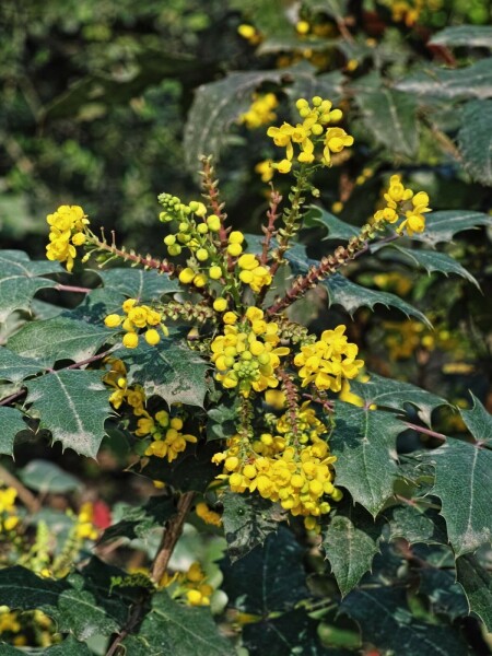 Mahonie Mahonia media 'Charity' strauch 35-40 C5 Mahonia media 'Charity' Strauch 35-40 cm