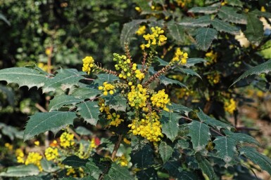 Mahonie Mahonia media 'Charity' strauch 35-40 C5 Mahonia media 'Charity' Strauch 35-40 cm