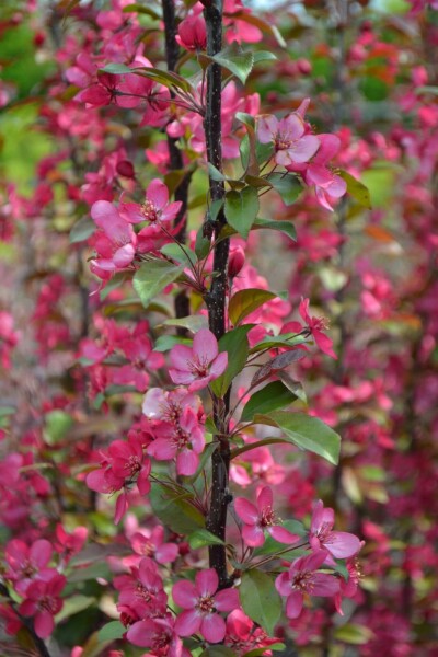 Zierapfel Malus toringo 'Scarlett' strauch 100-150 C12 Malus toringo 'Scarlett' Strauch 100-150 cm