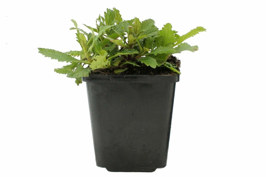 Eisenkraut Verbena bonariensis 5-10 Topf 9x9 cm (P9) Verbena bonariensis