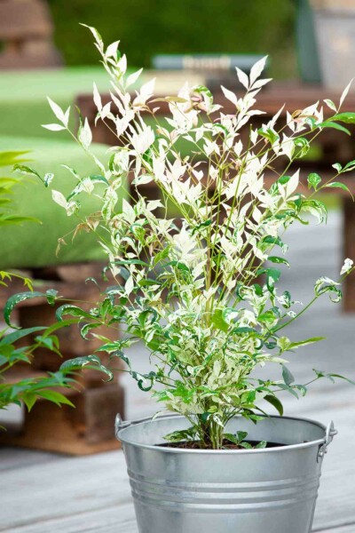 Himmelsbambus Nandina domestica 'Twilight' strauch 20-25 C2 Nandina domestica 'Twilight' Strauch 20-25 cm