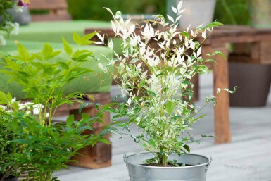 Himmelsbambus Nandina domestica 'Twilight' strauch 20-25 C2 Nandina domestica 'Twilight' Strauch 20-25 cm