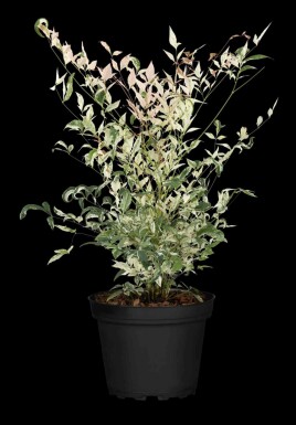 Himmelsbambus Nandina domestica 'Twilight' strauch 20-25 C2 Nandina domestica 'Twilight' Strauch 20-25 cm