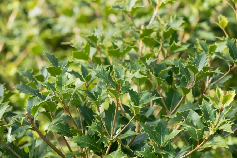 Osmanthus Osmanthus heterophyllus strauch 40-50 C3 Osmanthus heterophyllus Strauch 40-50 cm