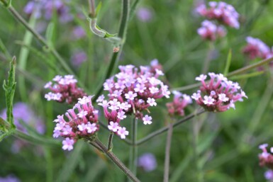 Eisenkraut Verbena bonariensis 'Lollipop' 5-10 Topf 9x9 cm (P9)