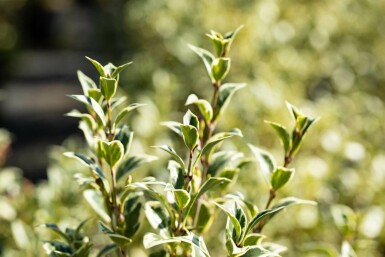 Bunte Stachelblättrige Duftblüte Osmanthus heterophyllus 'Variegatus' strauch Osmanthus heterophyllus 'Variegatus' Strauch