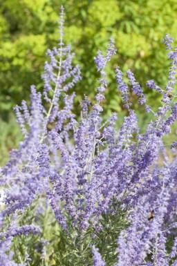 Blauraute Perovskia atriplicifolia 'Little Spire' strauch 20-30 C2 Perovskia atriplicifolia 'Little Spire' Strauch 20-30 cm