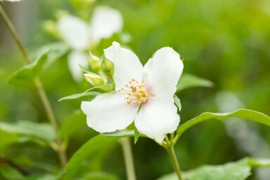 Bauernjasmin Philadelphus coronarius strauch 40-60 C3 Philadelphus coronarius Strauch 40-60 cm