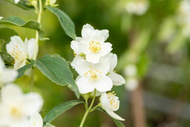 Bauernjasmin Philadelphus coronarius strauch 40-60 C3 Philadelphus coronarius Strauch 40-60 cm
