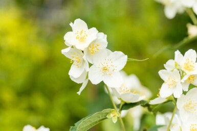 Bauernjasmin Philadelphus coronarius strauch 40-60 C3 Philadelphus coronarius Strauch 40-60 cm