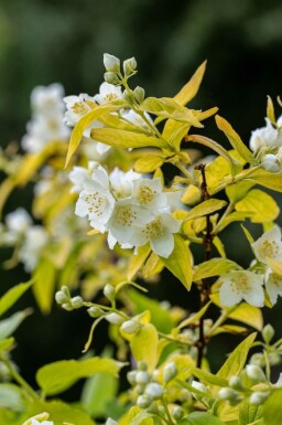Bauernjasmin Philadelphus coronarius 'Aureus' strauch 30-40 C3 Philadelphus coronarius 'Aureus' Strauch 30-40 cm
