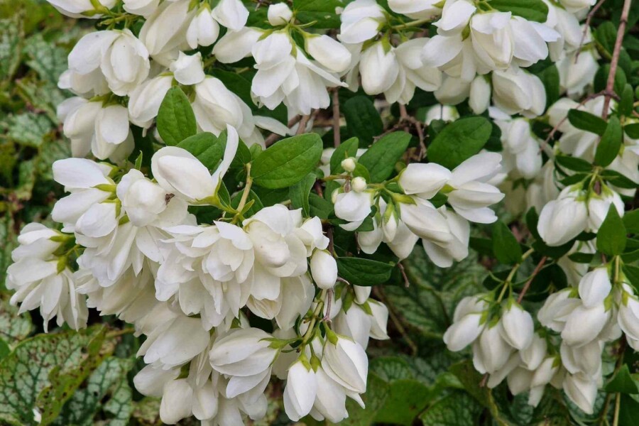 Bauernjasmin Philadelphus 'Snowbelle' strauch 40-60 C3 Philadelphus 'Snowbelle' Strauch 40-60 cm