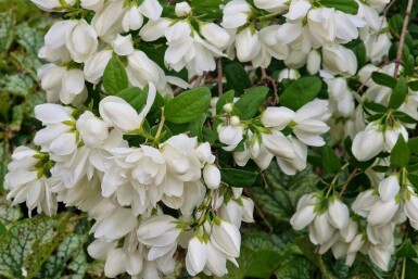Bauernjasmin Philadelphus 'Snowbelle' strauch 40-60 C3 Philadelphus 'Snowbelle' Strauch 40-60 cm