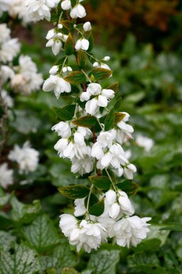 Bauernjasmin Philadelphus 'Snowbelle' strauch 40-60 C3 Philadelphus 'Snowbelle' Strauch 40-60 cm