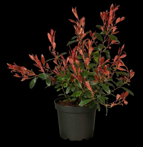 Glanzmispel Photinia fraseri 'Carré Rouge' strauch 100-120 C12 Photinia fraseri 'Carré Rouge' Strauch 100-120 cm