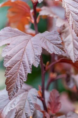 Blasenspiere Physocarpus opulifolius 'Little Angel' strauch 40-50 C3 Physocarpus opulifolius 'Little Angel' Strauch 40-50 cm