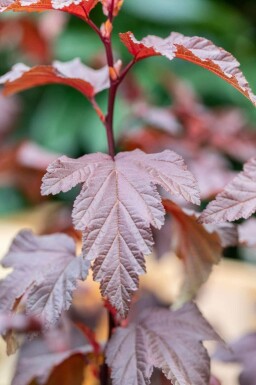 Blasenspiere Physocarpus opulifolius 'Little Angel' strauch 40-50 C3 Physocarpus opulifolius 'Little Angel' Strauch 40-50 cm