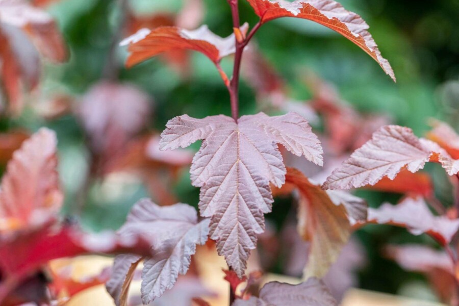 Blasenspiere Physocarpus opulifolius 'Little Angel' strauch 40-50 C3 Physocarpus opulifolius 'Little Angel' Strauch 40-50 cm