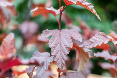 Blasenspiere Physocarpus opulifolius 'Little Angel' strauch 40-50 C3 Physocarpus opulifolius 'Little Angel' Strauch 40-50 cm