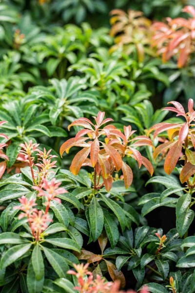 Japanische lavendelheide Pieris japonica 'Bonfire' strauch 30-40 C5 Pieris japonica 'Bonfire' Strauch 30-40 cm