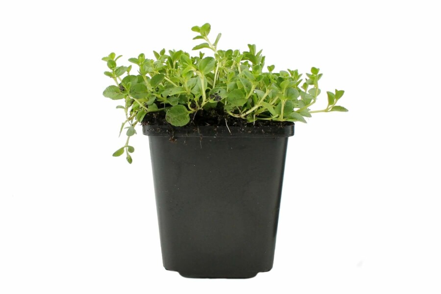 Kriechender Ehrenpreis Veronica repens 5-10 Topf 9x9 cm (P9) Veronica repens