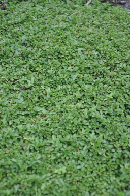 Kriechender Ehrenpreis Veronica repens 5-10 Topf 9x9 cm (P9) Veronica repens