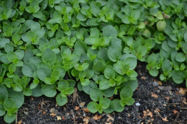 veronica-repens-kriechender-ehrenpreis-kaufen-p9-heijnen-pflanzen