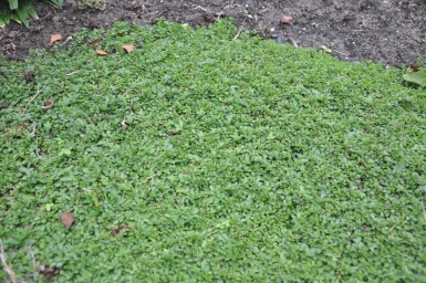 Kriechender Ehrenpreis Veronica repens 5-10 Topf 9x9 cm (P9) Veronica repens