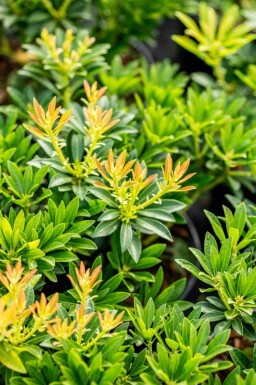 Japanische lavendelheide Pieris japonica 'Debutante' strauch 30-40 C5 Pieris japonica 'Debutante' Strauch 30-40 cm