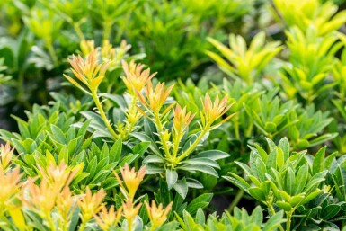 Japanische lavendelheide Pieris japonica 'Debutante' strauch 50-60 C10 Pieris japonica 'Debutante' Strauch 50-60 cm