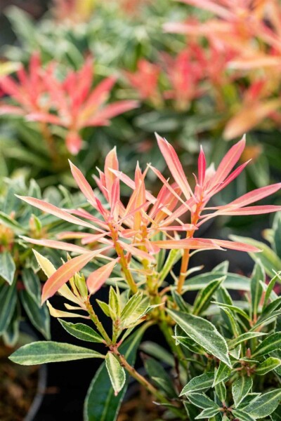 Japanische lavendelheide Pieris japonica 'Flaming Silver' strauch 25-30 C3 Pieris japonica 'Flaming Silver' Strauch 25-30 cm