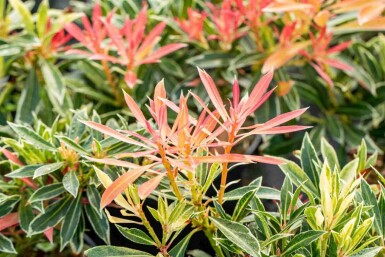 Japanische lavendelheide Pieris japonica 'Flaming Silver' strauch 25-30 C3 Pieris japonica 'Flaming Silver' Strauch 25-30 cm