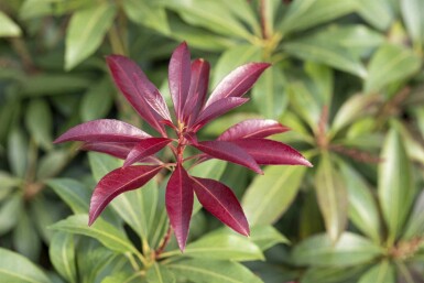 Japanische lavendelheide Pieris japonica 'Katsura' strauch 30-40 C5 Pieris japonica 'Katsura' Strauch 30-40 cm