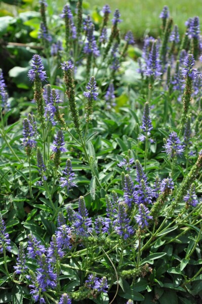 Scheinährige Garten-Ehrenpreis Veronica spicata 'Inspire Blue' 5-10 Topf 9x9 cm (P9) Veronica spicata 'Inspire Blue'