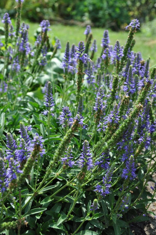 Scheinährige Garten-Ehrenpreis Veronica spicata 'Inspire Blue' 5-10 Topf 9x9 cm (P9) Veronica spicata 'Inspire Blue'