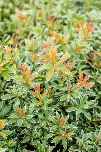 Japanische Lavendelheide 'Little Health' Pieris japonica 'Little Heath' strauch 40-50 C7,5 Pieris japonica 'Little Heath' Strauch 40-50 cm