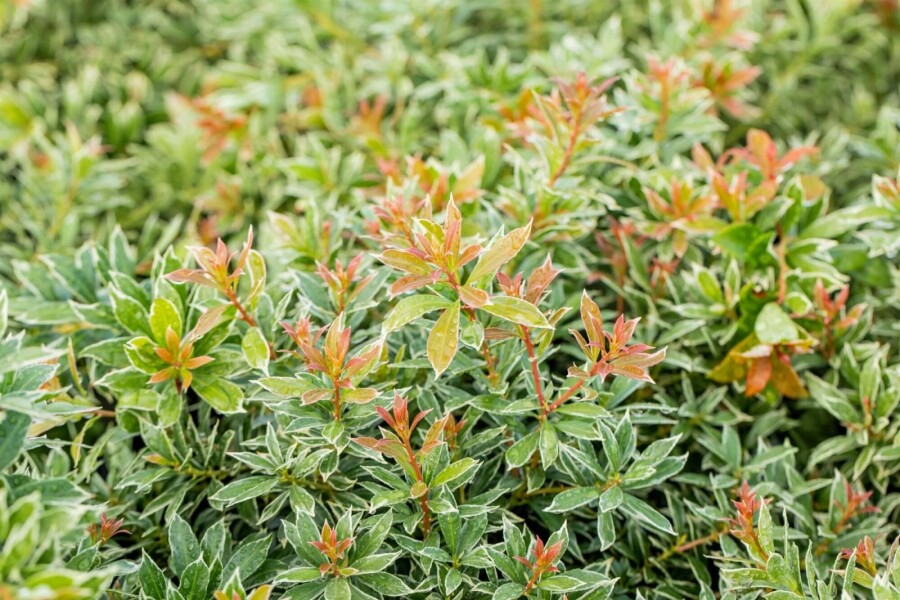 Japanische Lavendelheide 'Little Health' Pieris japonica 'Little Heath' strauch 40-50 C7,5 Pieris japonica 'Little Heath' Strauch 40-50 cm