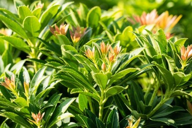 Japanische Lavendelheide 'Little Heath Green' Pieris japonica 'Little Heath Green' strauch Pieris japonica 'Little Heath Green' Strauch