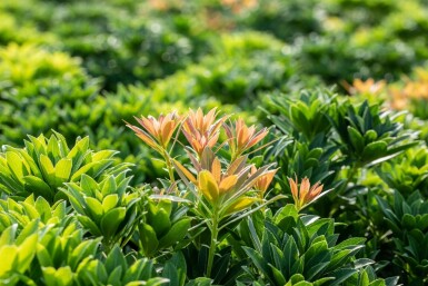 Japanische Lavendelheide 'Little Heath Green' Pieris japonica 'Little Heath Green' strauch 20-30 C3 Pieris japonica 'Little Heath Green' Strauch 20-30 cm