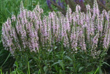 Scheinährige Garten-Ehrenpreis Veronica spicata 'Inspire Pink' 5-10 Topf 9x9 cm (P9) Veronica spicata 'Inspire Pink'