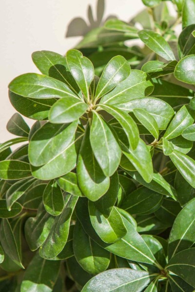 Japanische kuchenblume Pittosporum tobira 'Nanum' strauch 20-30 C5 Pittosporum tobira 'Nanum' Strauch 20-30 cm