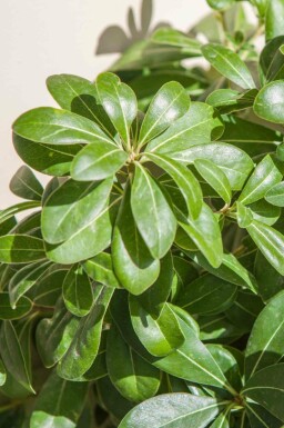 Japanische kuchenblume Pittosporum tobira 'Nanum' strauch 20-30 C5 Pittosporum tobira 'Nanum' Strauch 20-30 cm