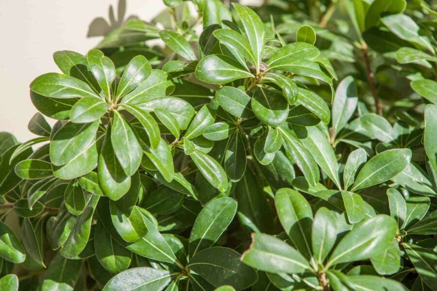 Japanische kuchenblume Pittosporum tobira 'Nanum' strauch 20-30 C5 Pittosporum tobira 'Nanum' Strauch 20-30 cm