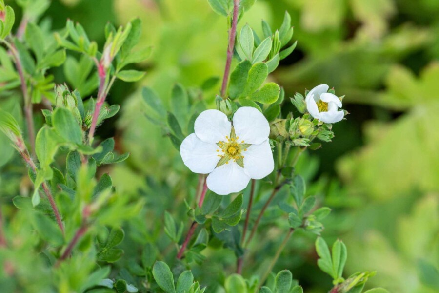 Fingerstrauch Potentilla fruticosa 'Abbotswood' strauch 30-40 C3 Potentilla fruticosa 'Abbotswood' Strauch 30-40 cm