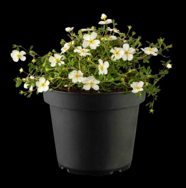 Fingerstrauch Potentilla fruticosa 'Abbotswood' strauch 30-40 C3 Potentilla fruticosa 'Abbotswood' Strauch 30-40 cm