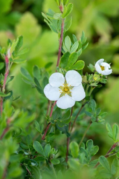 Fingerstrauch Potentilla fruticosa 'Abbotswood' strauch 40-60 C10 Potentilla fruticosa 'Abbotswood' Strauch 40-60 cm