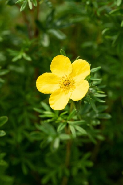 Fingerstrauch Potentilla fruticosa 'Goldfinger' strauch 15-20 C1,7 Potentilla fruticosa 'Goldfinger' Strauch 15-20 cm