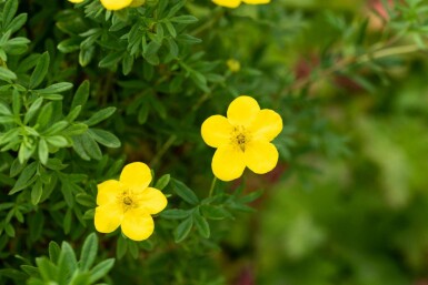 Fingerstrauch Potentilla fruticosa 'Goldfinger' strauch 15-20 C1,7 Potentilla fruticosa 'Goldfinger' Strauch 15-20 cm