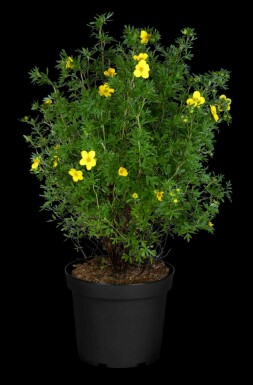 Fingerstrauch Potentilla fruticosa 'Goldfinger' strauch 15-20 C1,7 Potentilla fruticosa 'Goldfinger' Strauch 15-20 cm